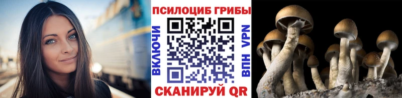 Псилоцибиновые грибы Psilocybe  купить наркоту  кракен онион  Кущёвская 